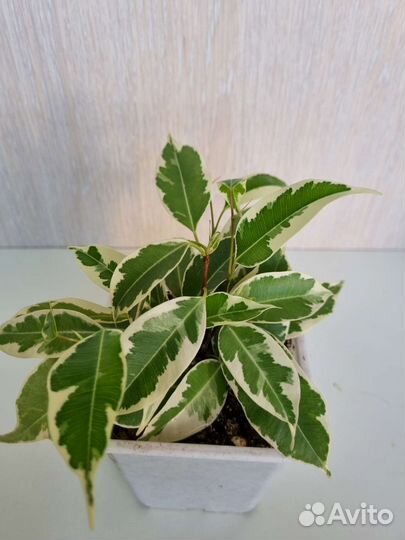 Фикусы бенджамина