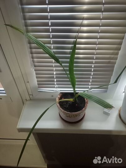 Финиковая пальма (без горшка)