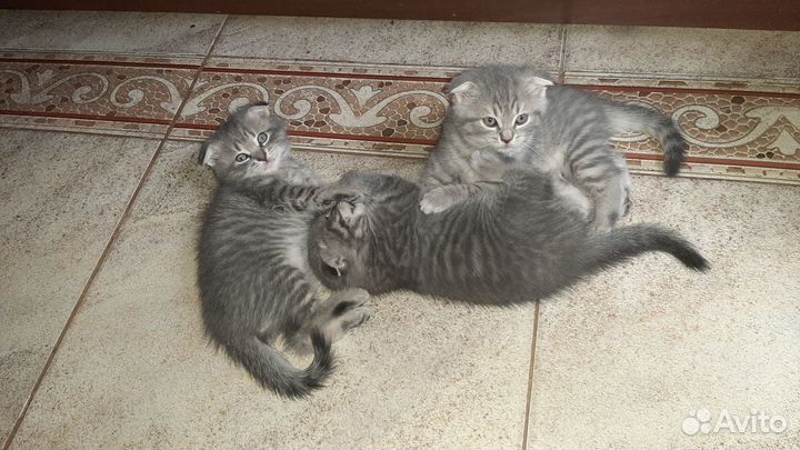 Шотландские вислоухие котята