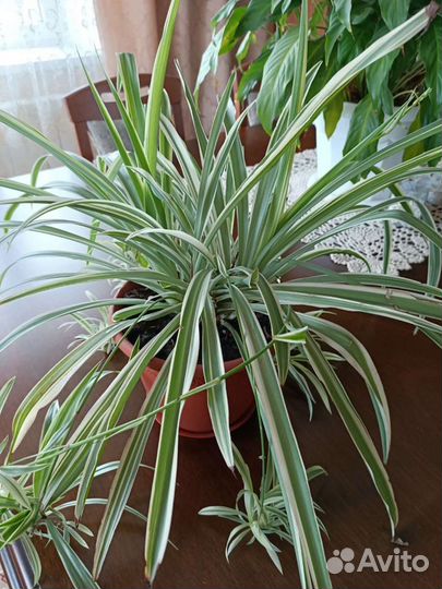 Цветы (комнатные)