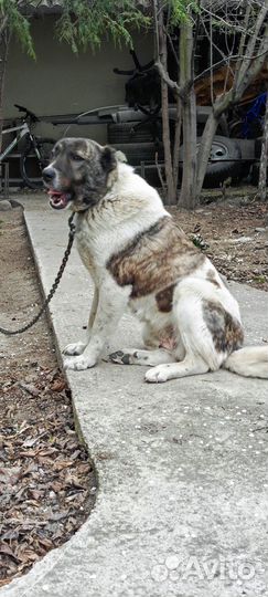 Собака Алабай сука