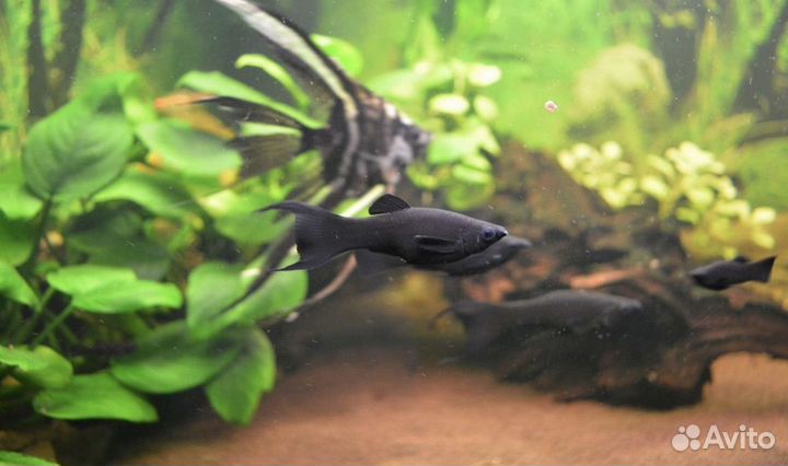 Аквариумные рыбки