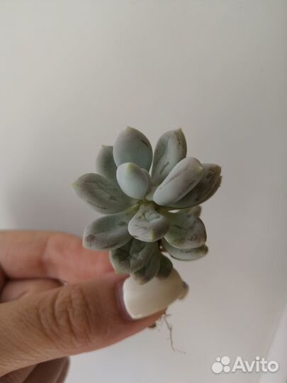 Седум Пахифитум