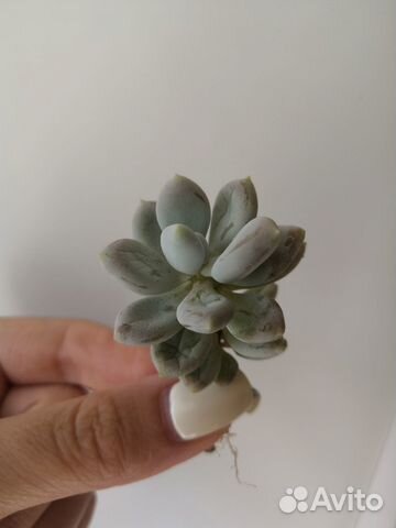 Седум Пахифитум