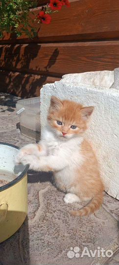 Котята в добрые руки бесплатно