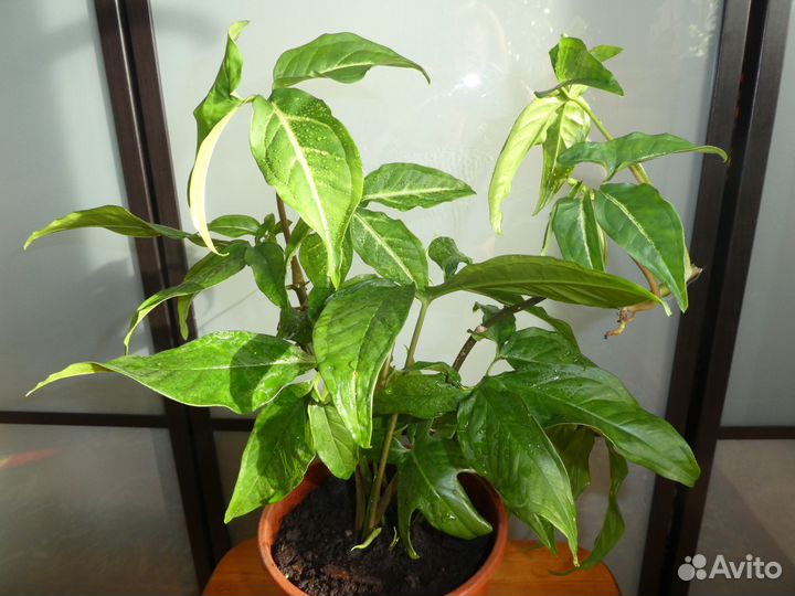 Сингониум ушковидный