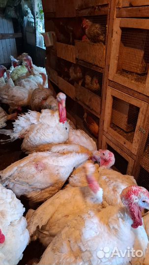 Индюшки на мясо