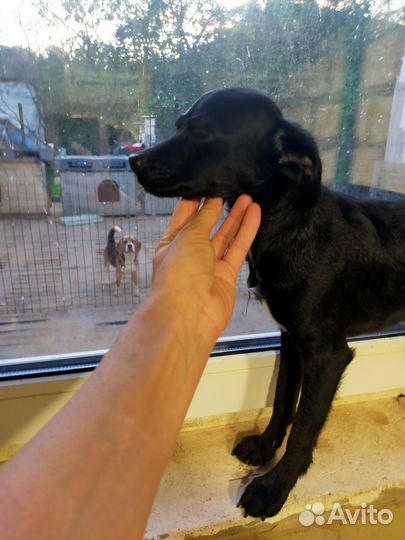 В хорошие руки