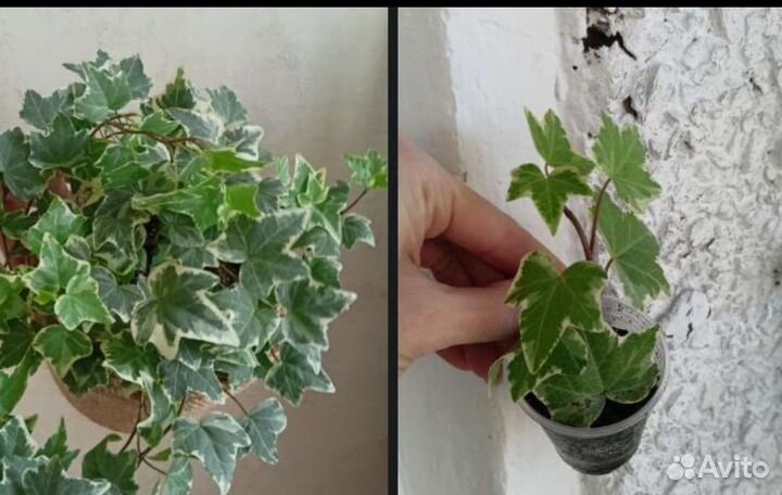 Цветы комнатные