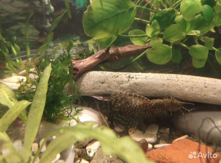 Продам Анциструсов