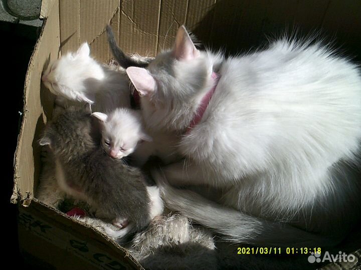 Ангорские котята