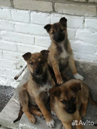 Дворовые собачки
