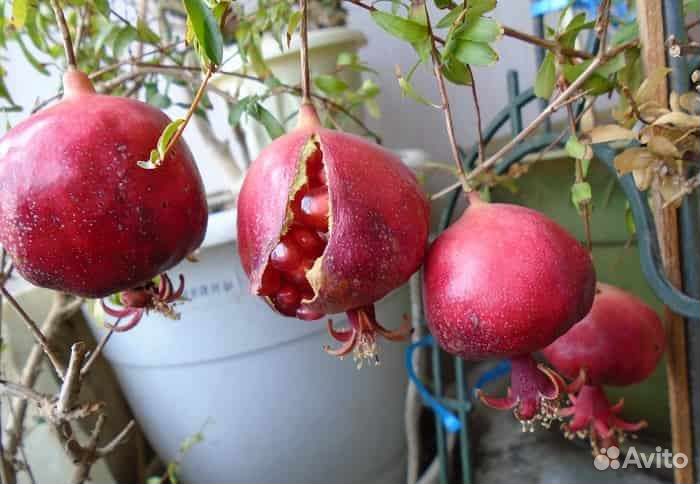 Семена комнатных плодоносящих экзотов