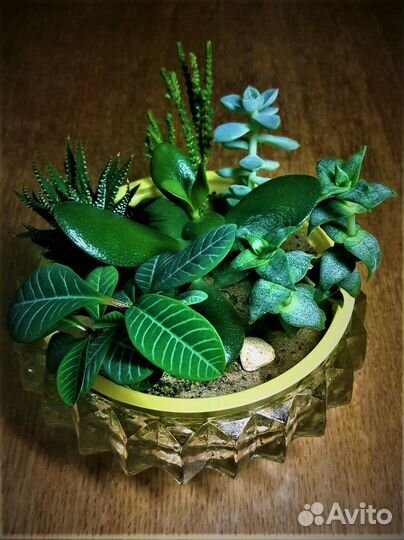 Садик из суккулентов 7 видов