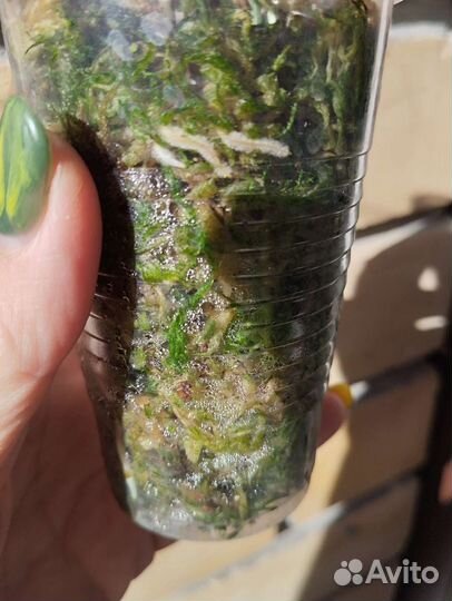 Амидриум Silver