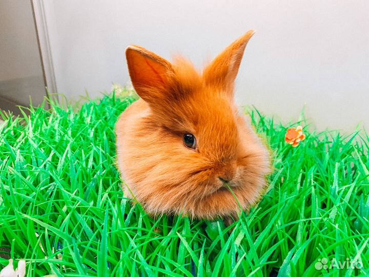 Карликовый кролик - Мега мини