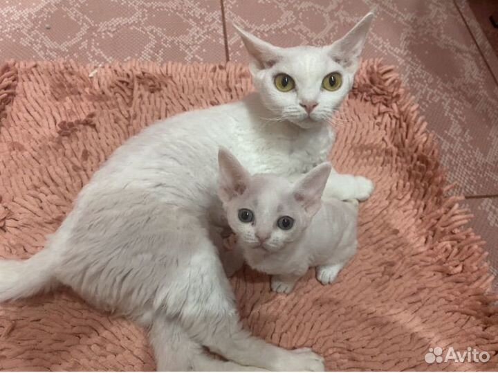 Девон-рекс белые кошечки