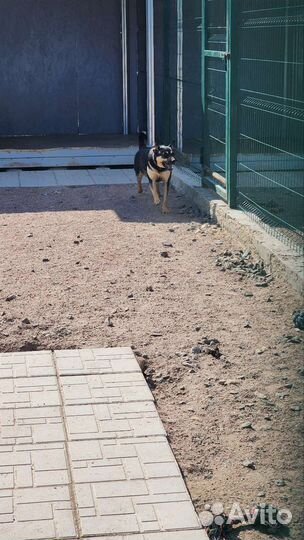 Добрая собака из приюта в добрые руки