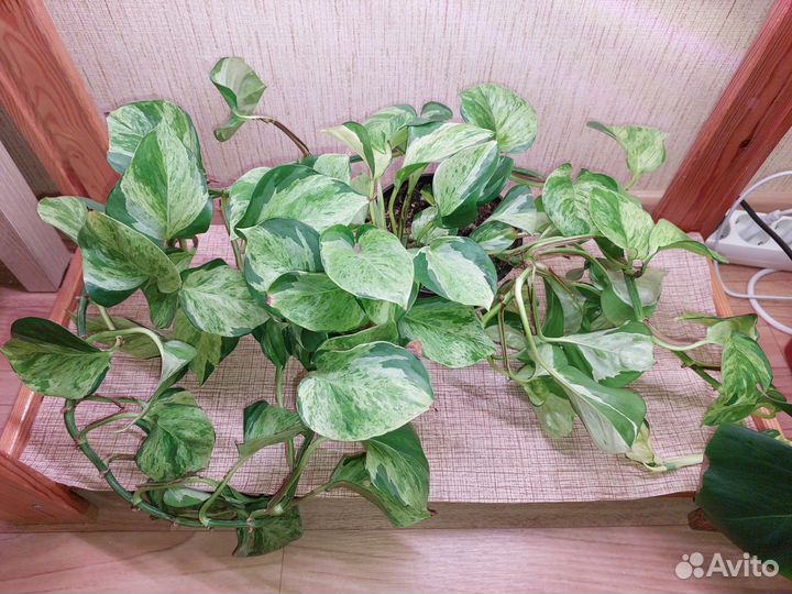 Хойя, сциндапсус марбл эпл, себу блю