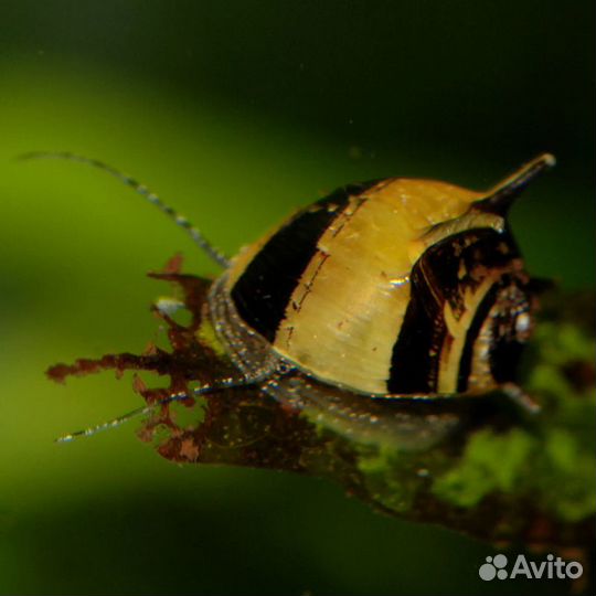 Улитка неретина зебра, леопард, билайн