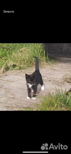 Котята остались без мамы