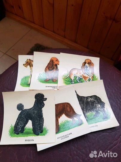 Сдвижная картинка Собаки