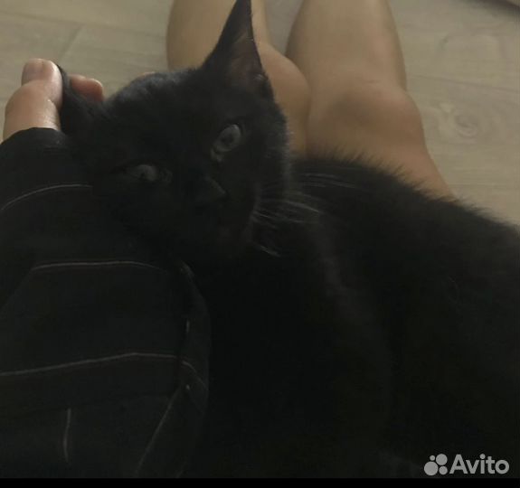 Кот отдам бесплатно