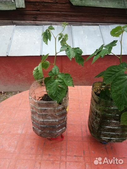 Ежевика безшипая Полар