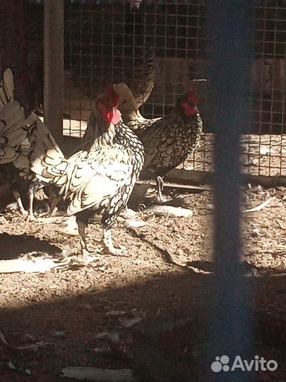 Петухи Сибрайт