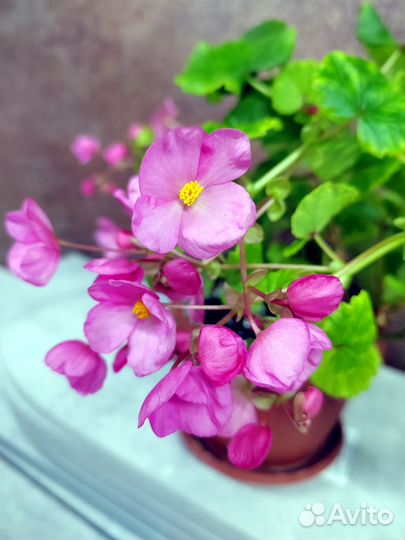 Бегония Бегония Глуар де Лорен