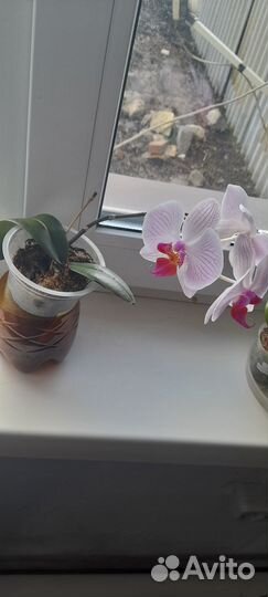 Орхидея