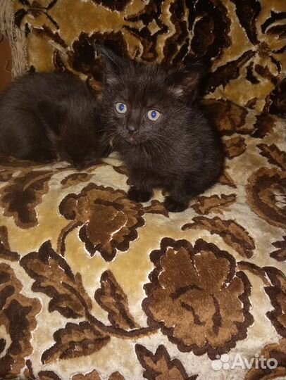 Котята в дар бесплатно