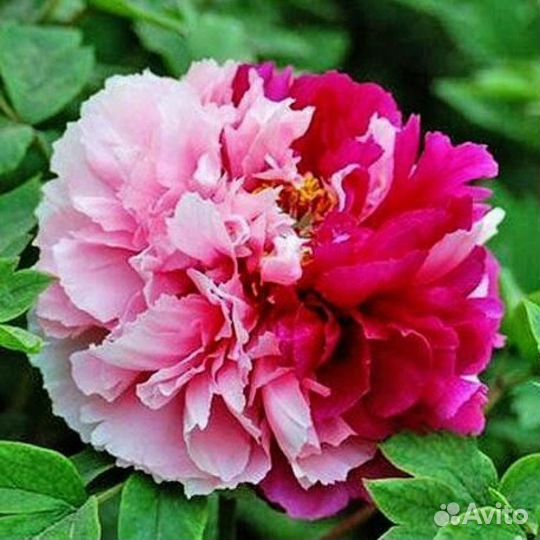 Пионы сортовые гибрид две сестры
