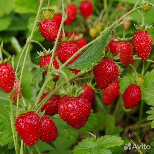 Земляника ремонтантная