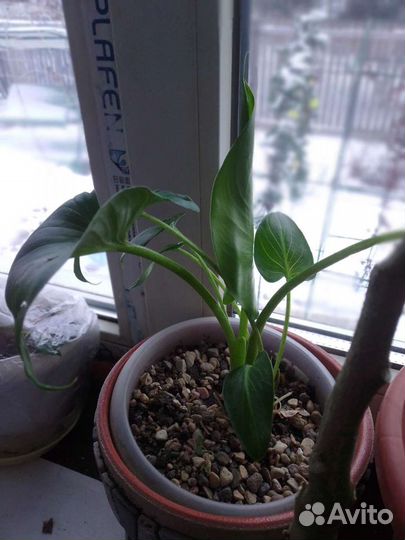 Калла эфиопская