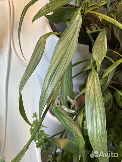 Эпипремнум амплиссимум сильвер страйп