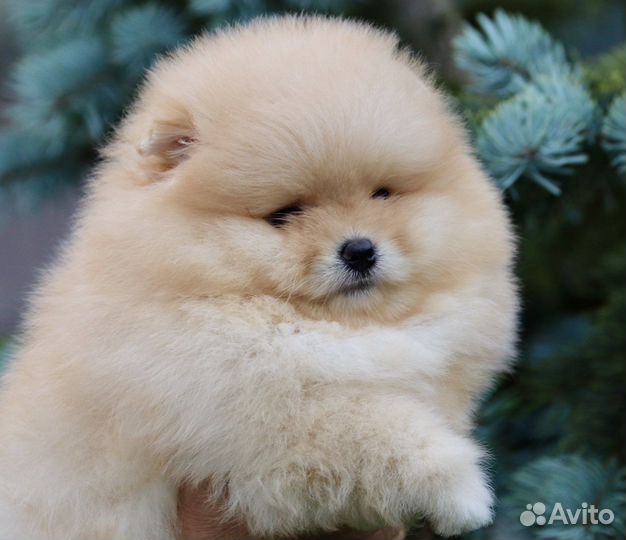 Кобель шпица