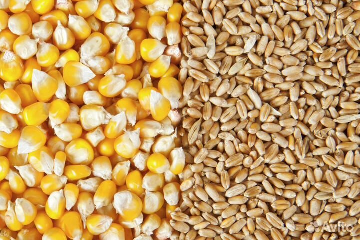 Пшеница кукуруза.доставка.обмен