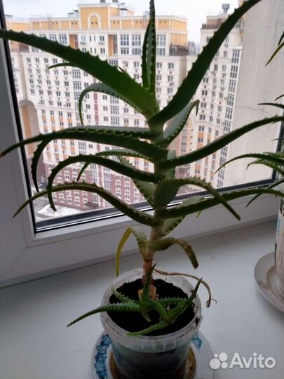 Цветок алое