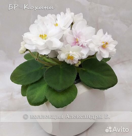 Цветущие фиалки