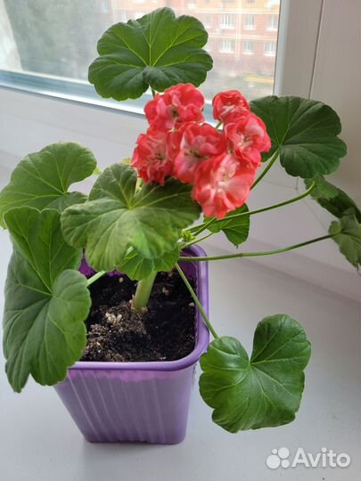 Пеларгония Dung geul miso
