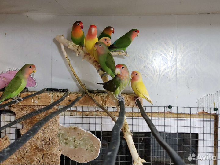 Неразлучники