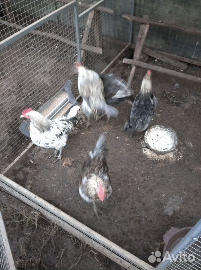 Молодые петухи