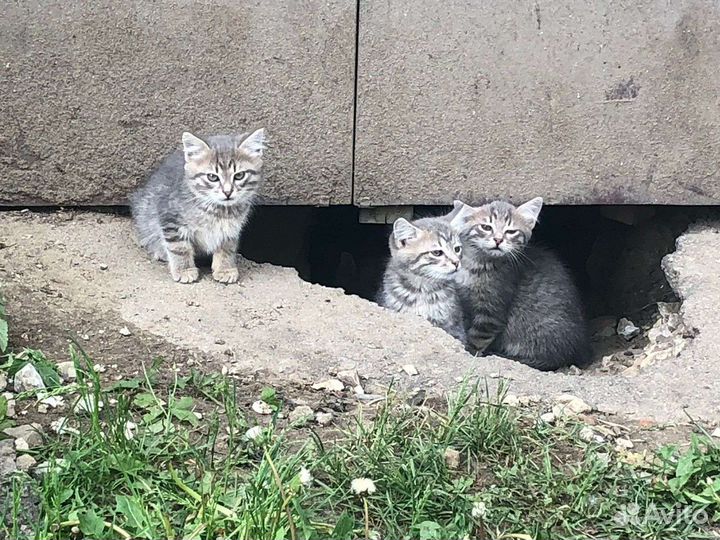 Котята в добрые руки бесплатно