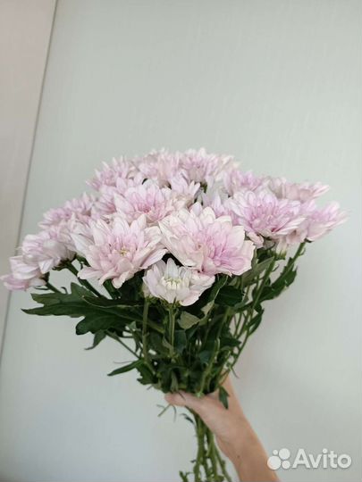 Хризантемы. Цветы