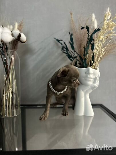 Щенок чихуахуа девочка