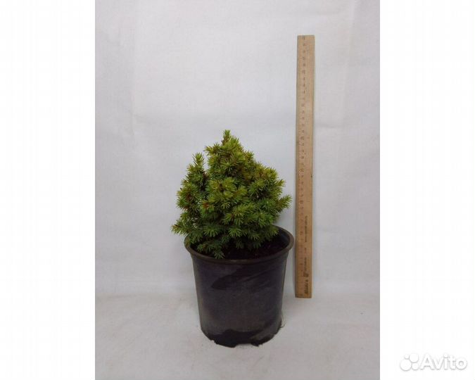 Ель канадская Alberta Globe