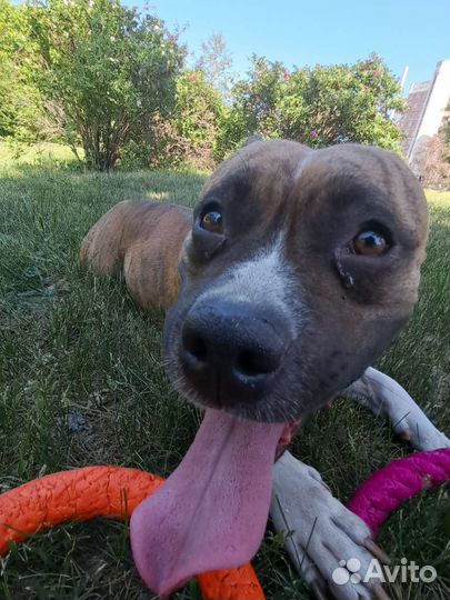 Выгул собак