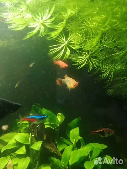 Аквариумные рыбки