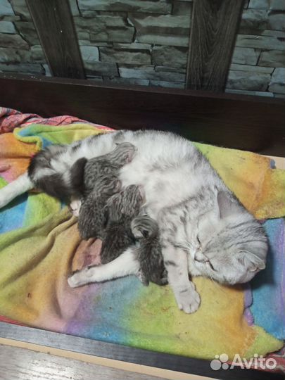 Шотландские котята